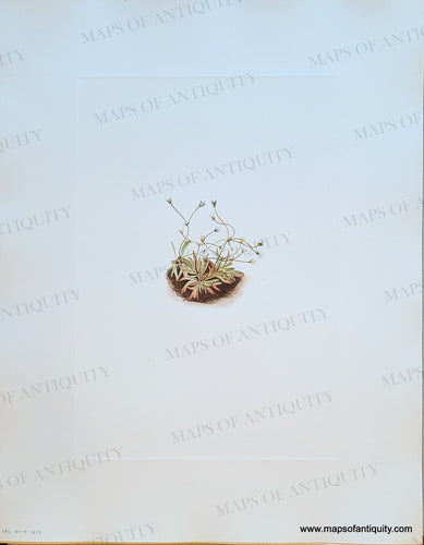 Genuine-Antique-Botanical-Print-Pygmy-Androsace-Androsace-subumbellata-A-Nelson-Small-1925-Mary-Vaux-Walcott-Maps-Of-Antiquity