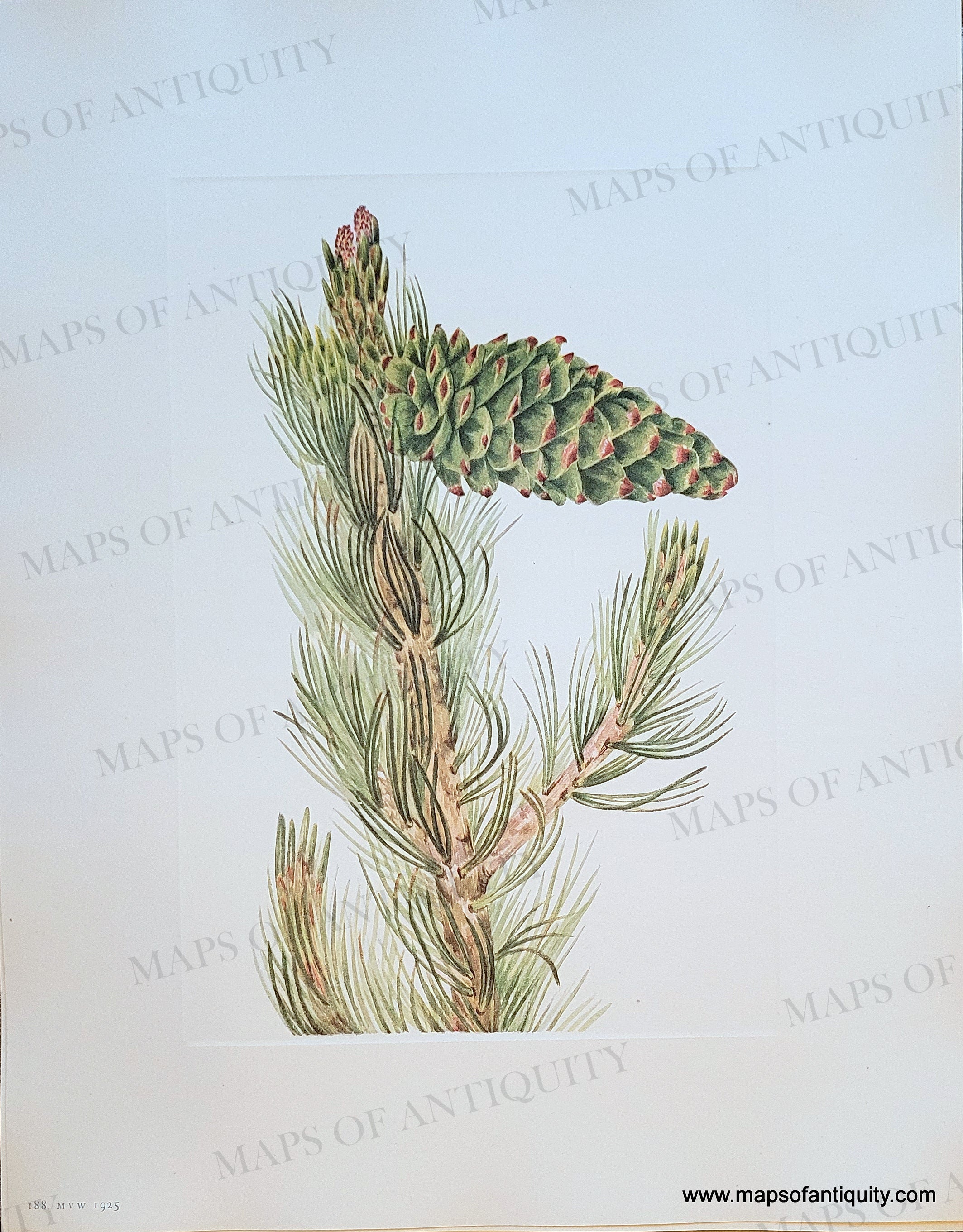 1925 Genuine Antique Botanical Print Limber Pine - Pinus flexilis James ...