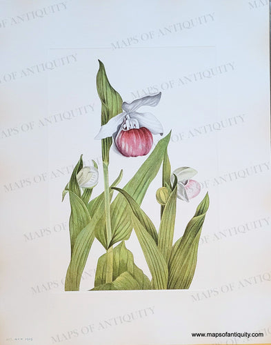 Genuine-Antique-Botanical-Print-Showy-Ladyslipper-Cypripedium-reginae-Walter-1925-Mary-Vaux-Walcott-Maps-Of-Antiquity