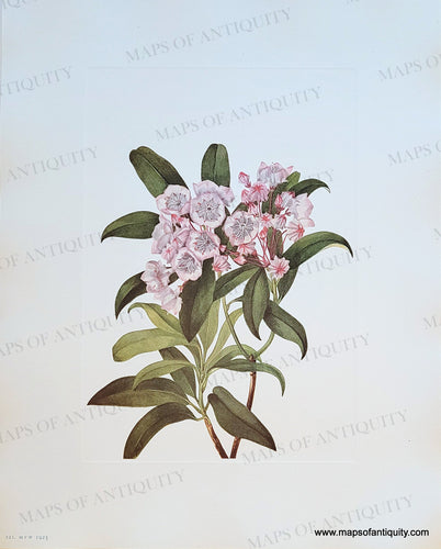 Genuine-Antique-Botanical-Print-Mountain-laurel-Kalmia-latifolia-Linnaeus-1925-Mary-Vaux-Walcott-Maps-Of-Antiquity