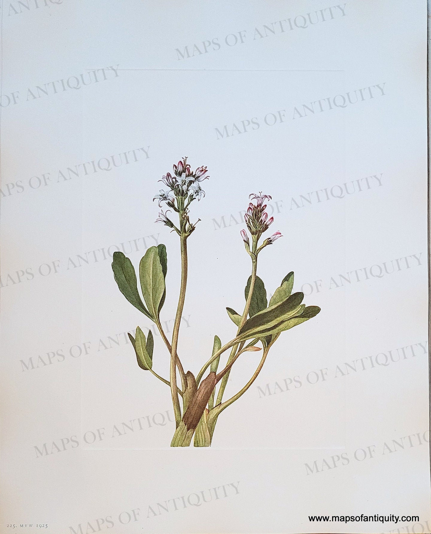 Genuine-Antique-Botanical-Print-Bogbean-Menyanthes-trifoliata-Linnaeus-1925-Mary-Vaux-Walcott-Maps-Of-Antiquity