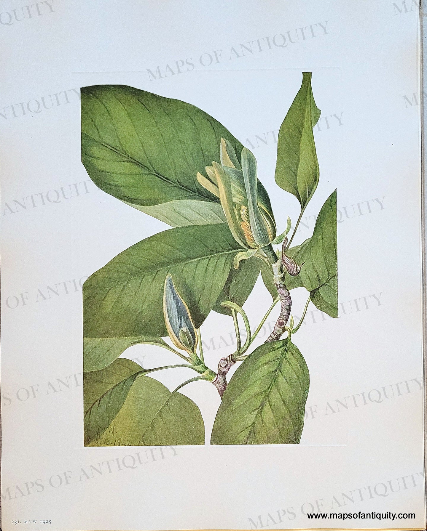 Genuine-Antique-Botanical-Print-Cucumbertree-Magnolia-acuminata-Linnaebus-1925-Mary-Vaux-Walcott-Maps-Of-Antiquity