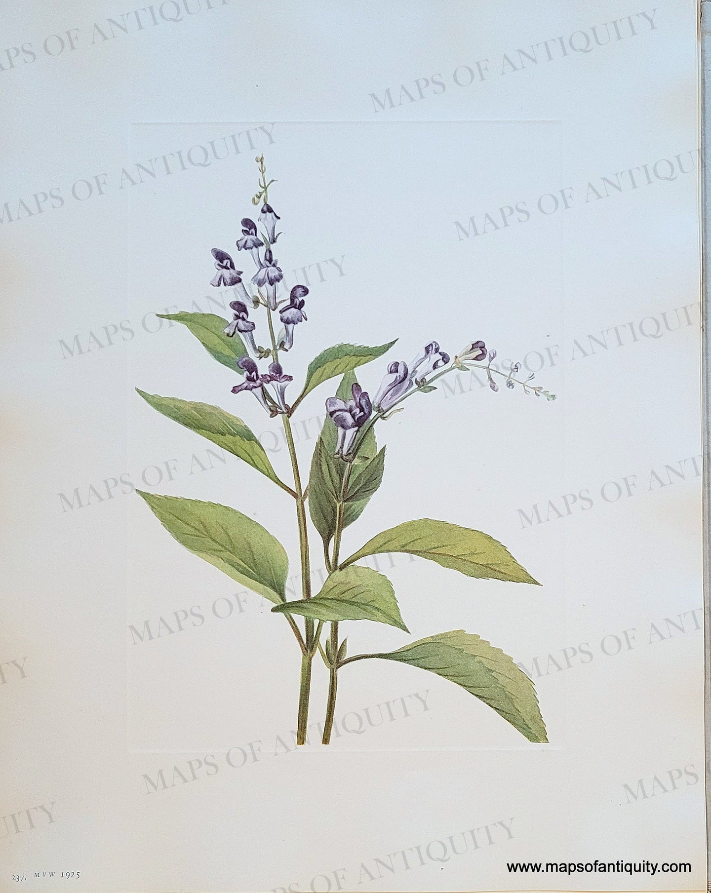 Genuine-Antique-Botanical-Print-Wood-Skullcap-Scutellaria-serrata-Andrews-1925-Mary-Vaux-Walcott-Maps-Of-Antiquity