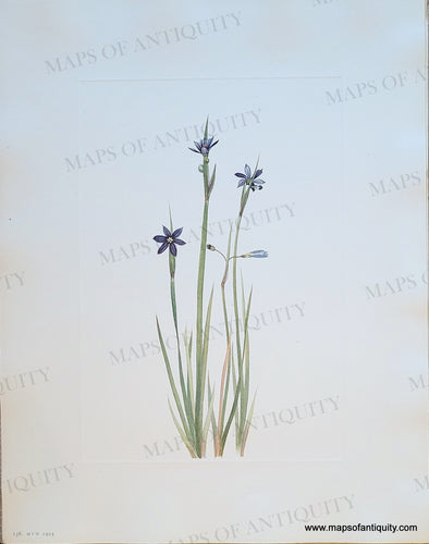 Genuine-Antique-Botanical-Print-Blue-eyed-grass-Sisyrinchium-augustifolium-Miller-1925-Mary-Vaux-Walcott-Maps-Of-Antiquity