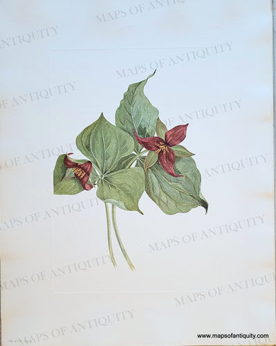 Genuine-Antique-Botanical-Print-Red-Trillium-Trillium-erectum-Linnaeus-1925-Mary-Vaux-Walcott-Maps-Of-Antiquity