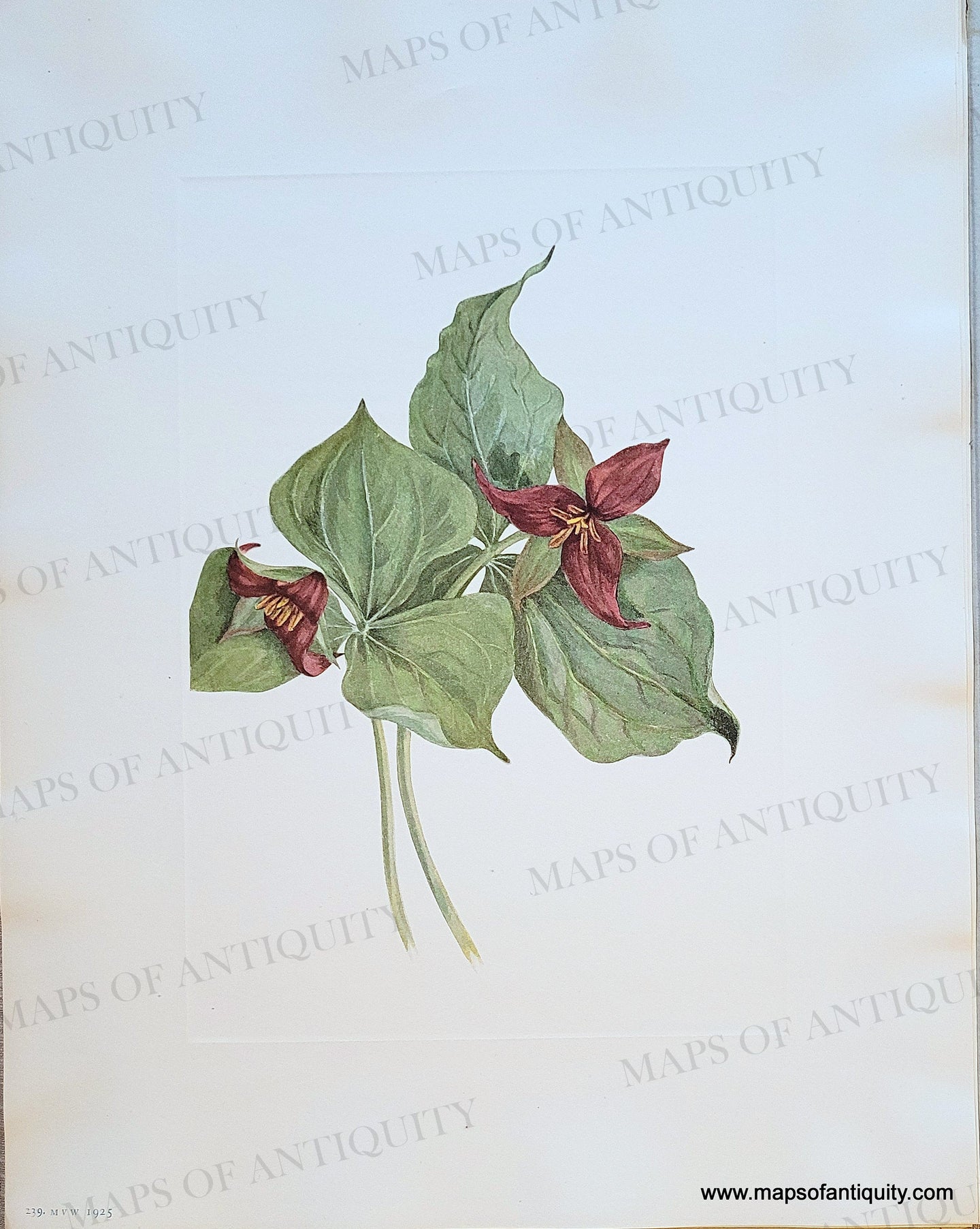 Genuine-Antique-Botanical-Print-Red-Trillium-Trillium-erectum-Linnaeus-1925-Mary-Vaux-Walcott-Maps-Of-Antiquity