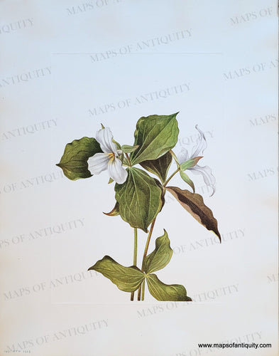 Genuine-Antique-Botanical-Print-Snow-Trillium-Trillium-grandiflorum-Michaux-Salisbury-1925-Mary-Vaux-Walcott-Maps-Of-Antiquity