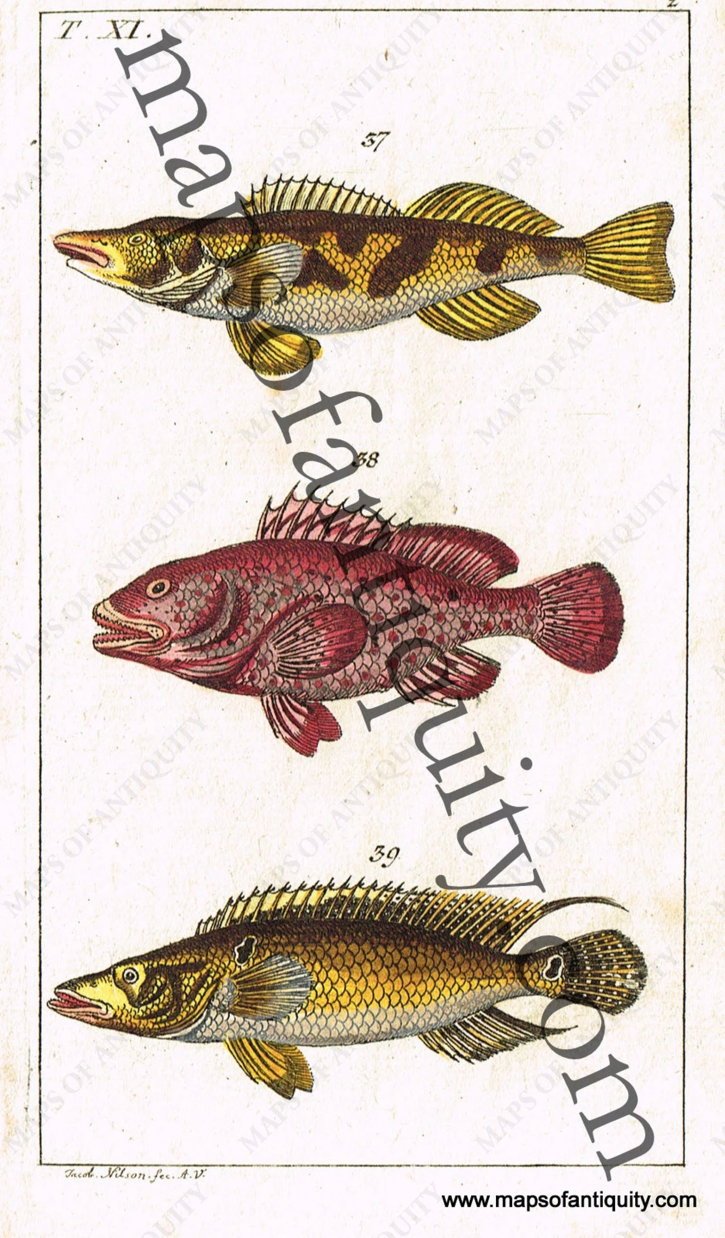 Hand-colored-engraving-Fish-Natural-History-Prints--1799-Wilhelm-Maps-Of-Antiquity