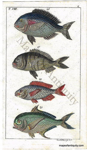 Hand-colored-engraving-Fish-Natural-History-Prints--1799-Wilhelm-Maps-Of-Antiquity