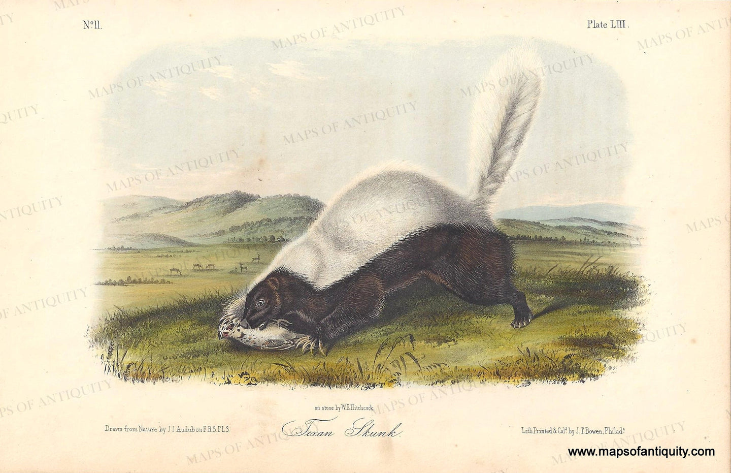 Genuine-Antique-Print-Texan-Skunk-1851-Audubon-Bowen-Maps-Of-Antiquity