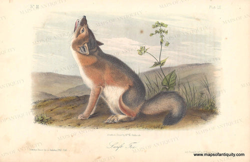 Genuine-Antique-Print-Swift-Fox-1851-Audubon-Bowen-Maps-Of-Antiquity