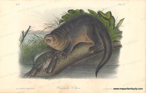 Genuine-Antique-Print-Canada-Otter-1851-Audubon-Bowen-Maps-Of-Antiquity