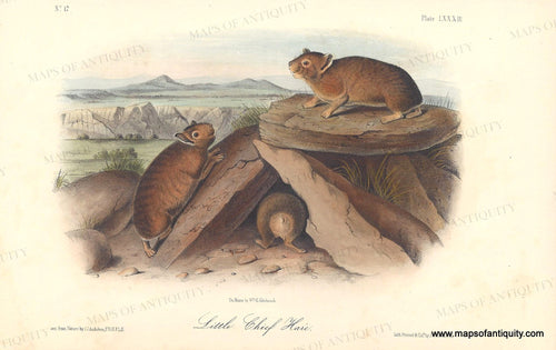 Genuine-Antique-Print-Little-Chief-Hare-1851-Audubon-Bowen-Maps-Of-Antiquity