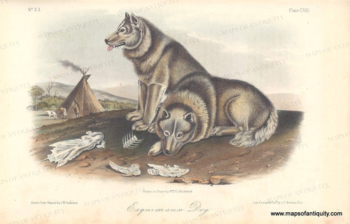 Genuine-Antique-Print-Esquimaux-Dog-1851-Audubon-Bowen-Maps-Of-Antiquity