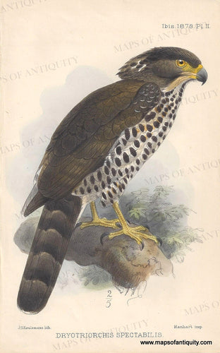 Genuine-Antique-Print-Dryotriorchis-Spectabilis---Congo-serpent-eagle-1878-The-Ibis-Maps-Of-Antiquity