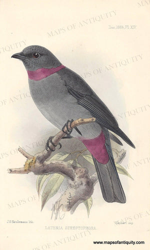 Genuine-Antique-Print-Lathria-Streptophora---Rose-collared-piha-1884-The-Ibis-Maps-Of-Antiquity