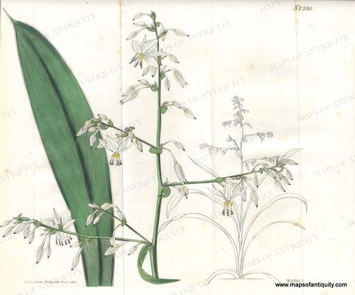 Genuine-Antique-Print-New-Zealand-Rock-Lily-or-Broad-leaved-Arthropodium---Arthropodium-cirrhatum-1822-Curtis-Maps-Of-Antiquity