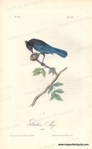 Genuine-Antique-Print-Stellers-Jay-Male--1844-Audubon-Bowen-Maps-Of-Antiquity