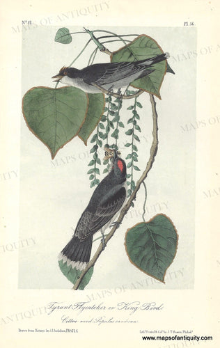 Genuine-Antique-Print-Tyrant-Flycatcher-or-King-Bird-Cotton-wood-Populus-candicans-1856-Audubon-Bowen-Maps-Of-Antiquity