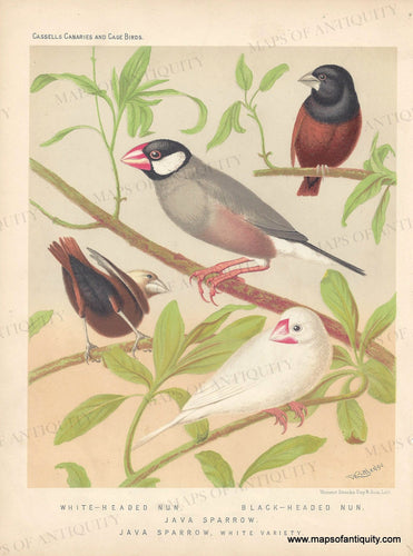 Genuine-Antique-Print-White-headed-Nun-Black-headed-Nun-[finch]-Java-Sparrow-Java-Sparrow-White-Variety--1880-Cassells-Maps-Of-Antiquity