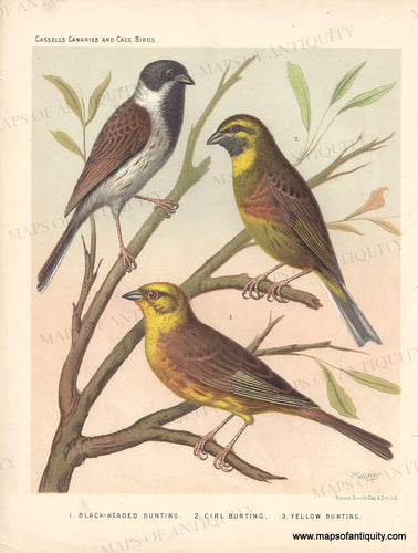 Genuine-Antique-Print-Black-headed-Bunting-Cirl-Bunting-Yellow-Bunting-1880-Cassells-Maps-Of-Antiquity