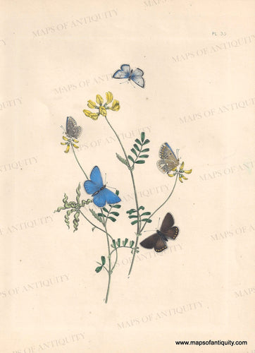 Genuine-Antique-Print-Butterflies-Pl-35-1841-Humphreys-Maps-Of-Antiquity