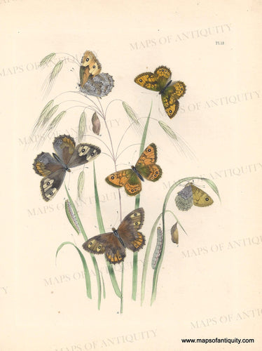 Genuine-Antique-Print-Butterflies-Pl-18-1841-Humphreys-Maps-Of-Antiquity