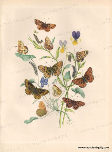 Genuine-Antique-Print-Butterflies-Pl-9-1841-Humphreys-Maps-Of-Antiquity