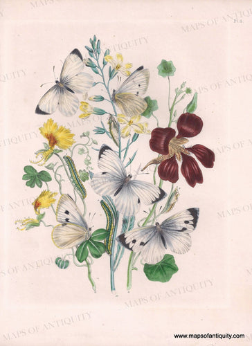 Genuine-Antique-Print-Butterflies-Pl-4-1841-Humphreys-Maps-Of-Antiquity