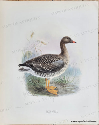 Genuine-Antique-Print-Bean-Goose-Anser-Segetum-1871-Dresser-Maps-Of-Antiquity