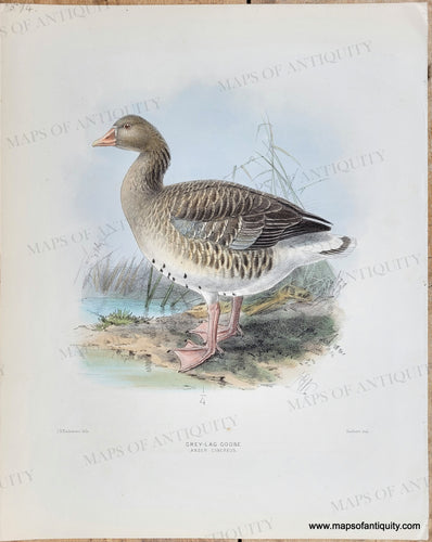 Genuine-Antique-Print-Grey-Lag-Goose-Anser-Cinereus-1871-Dresser-Maps-Of-Antiquity