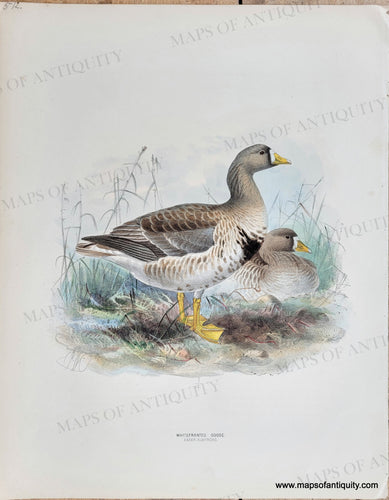 Genuine-Antique-Print-Whitefronted-Goose-Anser-Albifrons-1871-Dresser-Maps-Of-Antiquity