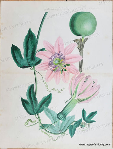 Genuine-Antique-Print-Tacsonia-pinnatistipula-1834-Paxtons-Magazine-Maps-Of-Antiquity