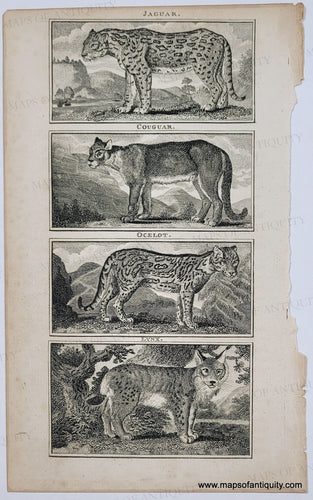 Genuine-Antique-Print-Jaguar-Cougar-Ocelot-Lynx-1794-Symonds-Maps-Of-Antiquity