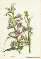Genuine-Antique-Print-Pentstemon-gentianoides-Benth---Gentian-beardtongue-1860-circa-Van-Houtte-Maps-Of-Antiquity