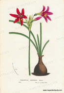 Genuine-Antique-Print-Habranthus-hesperius---Anauca-rosada-or-rain-lily-1860-circa-Van-Houtte-Maps-Of-Antiquity