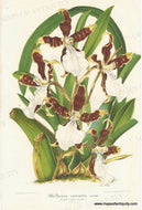 Genuine-Antique-Print-Miltonia-cuneata---Wedge-Shaped-Miltonia-1860-circa-Van-Houtte-Maps-Of-Antiquity