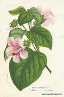Genuine-Antique-Print-Hibiscus-marmoratus---Tiny-flower-Hibiscus-1860-circa-Van-Houtte-Maps-Of-Antiquity