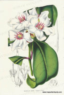 Genuine-Antique-Print-Roupellia-grata---Climbing-Oleander-1860-circa-Van-Houtte-Maps-Of-Antiquity