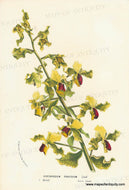 Genuine-Antique-Print-Cyrtopodium-punctatum---Cigar-orchid-1860-circa-Van-Houtte-Maps-Of-Antiquity