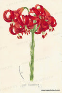 Genuine-Antique-Print-Lilium-chalcedonicum---Scarlet-Martagon-Lily-1860-circa-Van-Houtte-Maps-Of-Antiquity