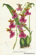 Genuine-Antique-Print-Oncidium-cucullatum---Olive-Green-Caucaea-1860-circa-Van-Houtte-Maps-Of-Antiquity