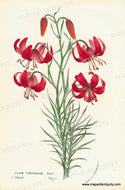 Genuine-Antique-Print-Lilium-tenuifolium---Coral-lily-1860-circa-Van-Houtte-Maps-Of-Antiquity