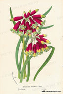 Genuine-Antique-Print-Brodiaea-coccinea---Firecracker-flower-1860-circa-Van-Houtte-Maps-Of-Antiquity