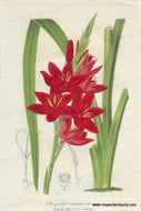 Genuine-Antique-Print-Schizostylis-coccinea---Crimson-Flag-Lily-1860-circa-Van-Houtte-Maps-Of-Antiquity