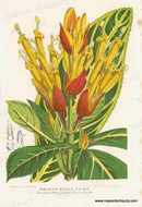 Genuine-Antique-Print-Sanchezia-nobilis---Zebra-plant-1860-circa-Van-Houtte-Maps-Of-Antiquity