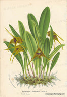 Genuine-Antique-Print-Masdevallia-peristeria---Dove-Like-Masdevallia-1860-circa-Van-Houtte-Maps-Of-Antiquity