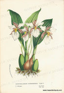 Genuine-Antique-Print-Odontoglossum-ehrenbergii---Ehrenbergs-Rhynchostele-1860-circa-Van-Houtte-Maps-Of-Antiquity