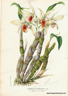 Genuine-Antique-Print-Dendrobium-heterocarpum---Golden-lip-Dendrobium-1860-circa-Van-Houtte-Maps-Of-Antiquity