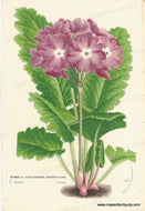 Genuine-Antique-Print-Primula-cortusoides-grandiflora---Primrose-1860-circa-Van-Houtte-Maps-Of-Antiquity